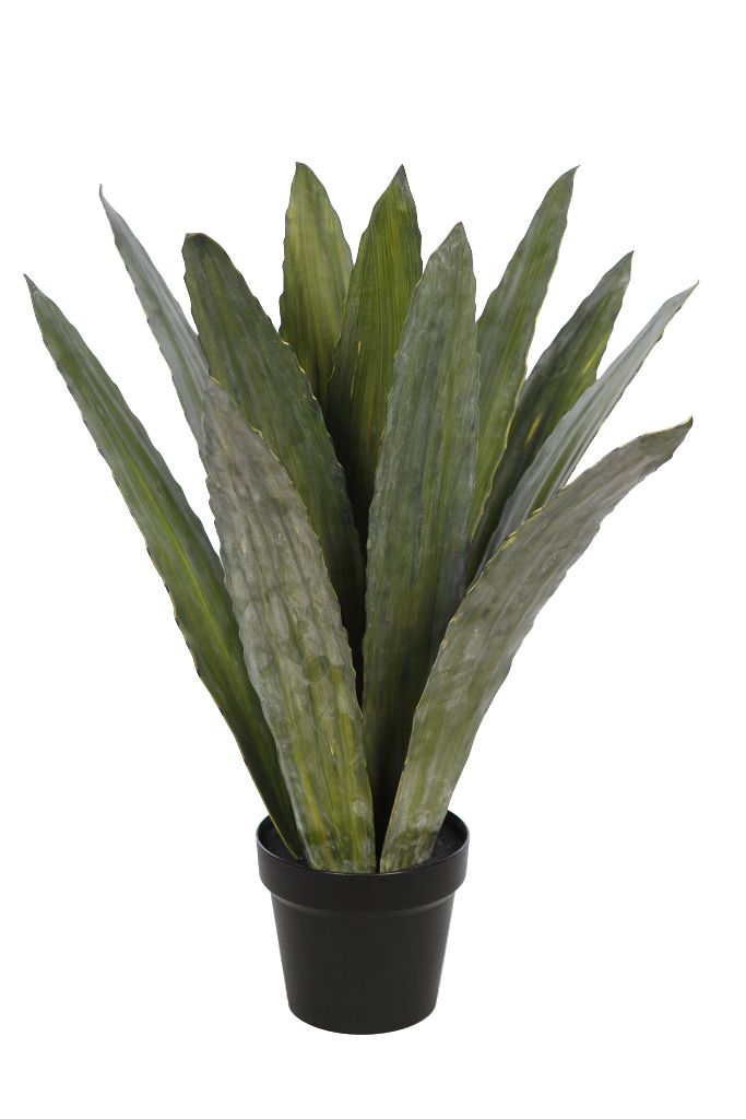 PRODUCTO DE EUROFLORINA