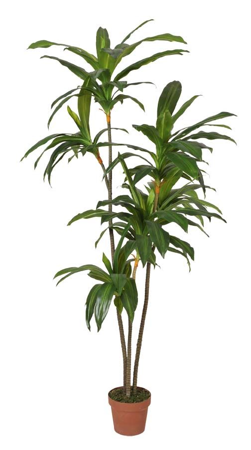 PRODUCTO DE EUROFLORINA