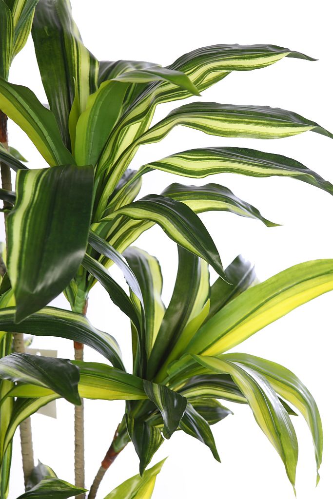 PLANTA DRACENA 175CM RF. KD9007 - Imagen 2
