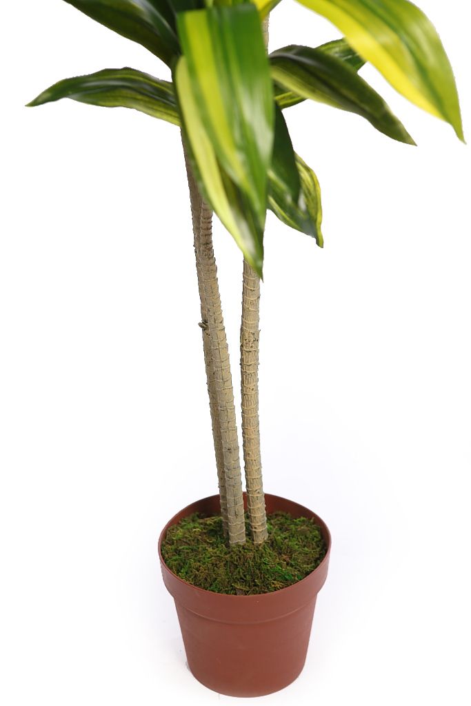PLANTA DRACENA 175CM RF. KD9007 - Imagen 3