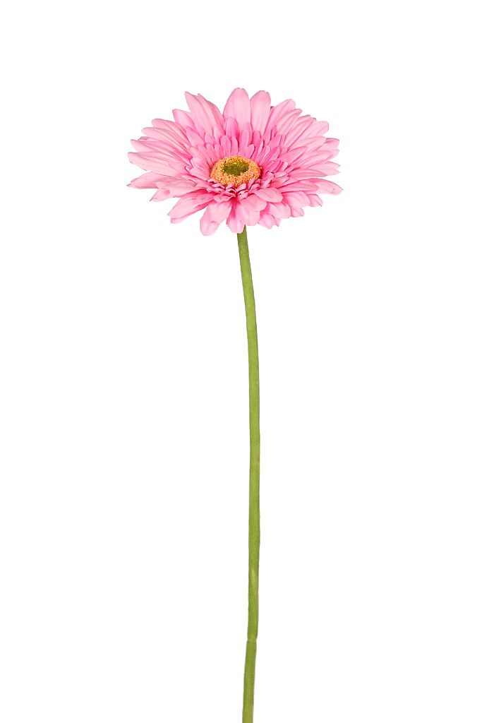 VARA GERBERA 64CM RF. AD361R