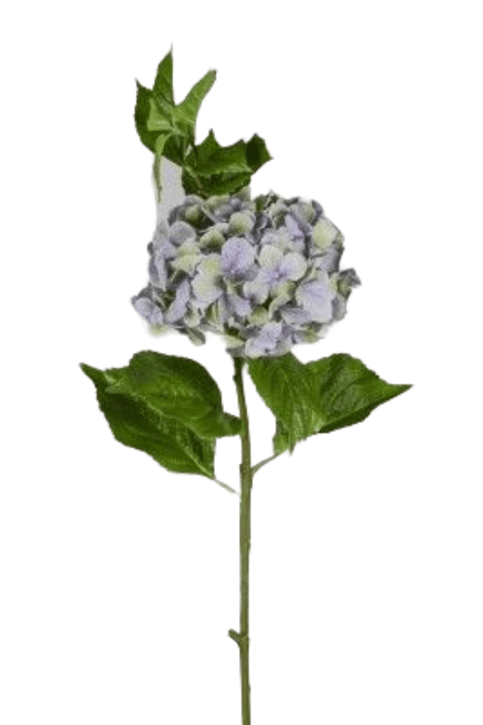 vara hortensia