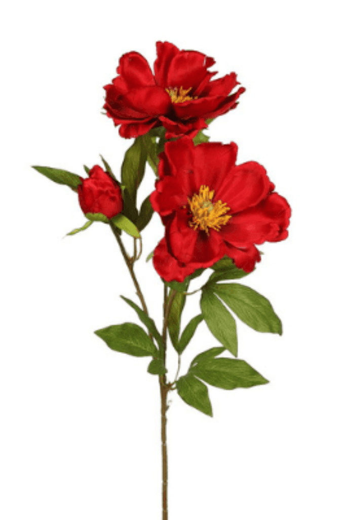 vara magnolia