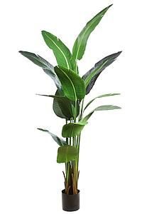 PLATANERA 195CM RF. KD9258