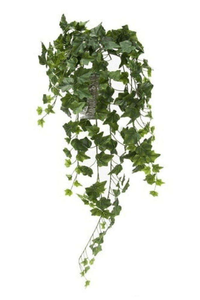 PLANTA COLGANTE COLOR VERDE