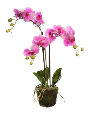 orquidea