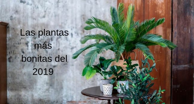 Las plantas artificiales mas bonitas 2019