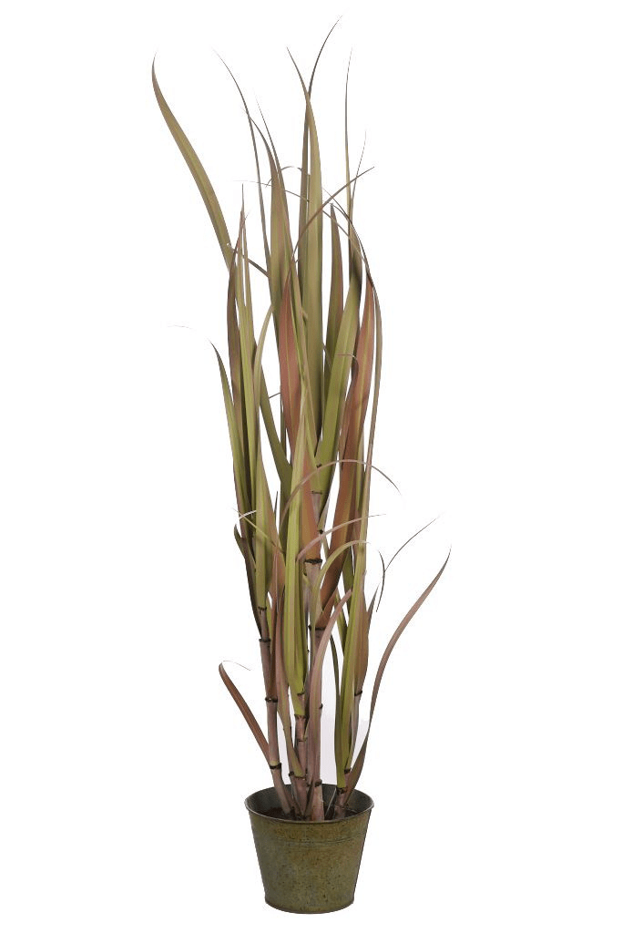 bambu de rio