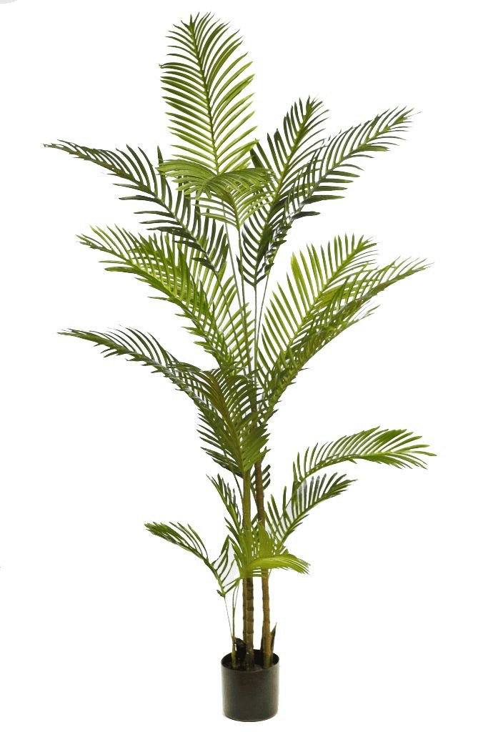 palmera