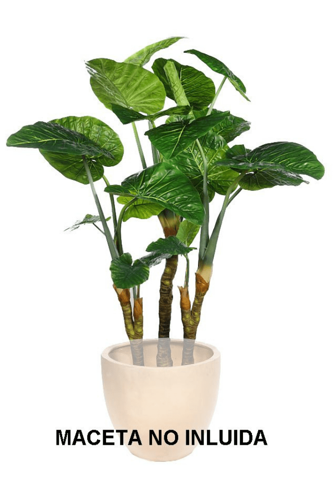 planta colocasia