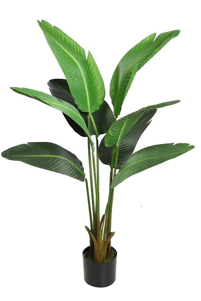 PLATANERA 112 CM RF. KD9255