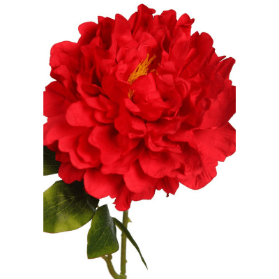 vara peonia