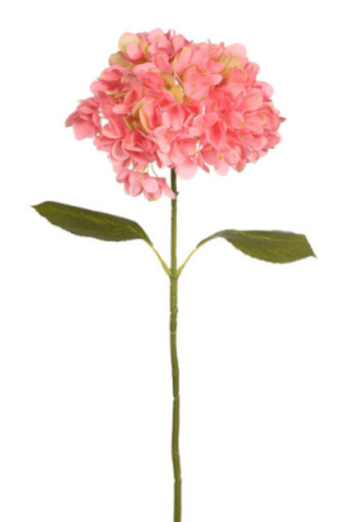 vara hortensia