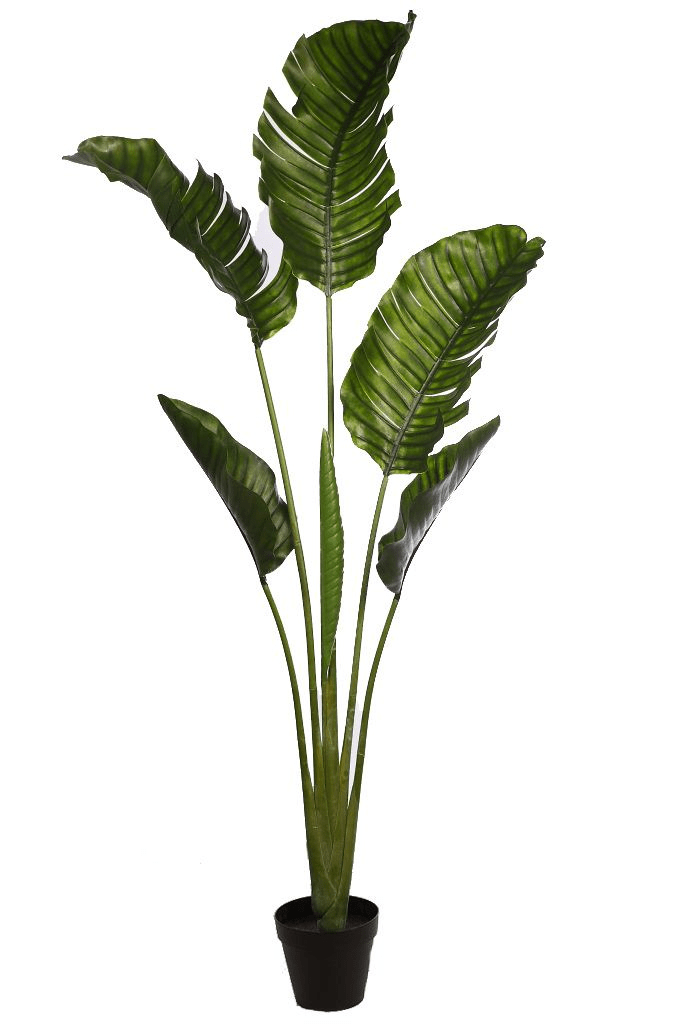 palmera ravenala