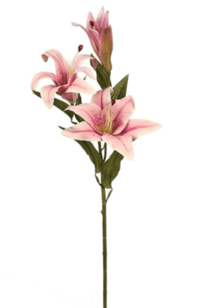vara lilium