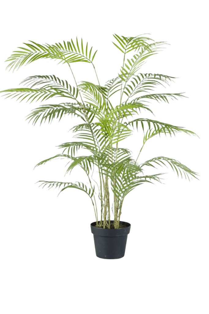 palmera areca