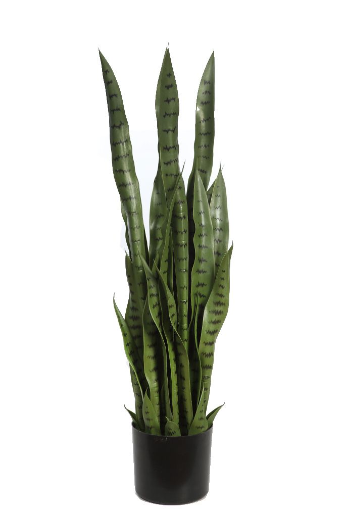 Cactus Sansiviera 90CM RF. Y0751