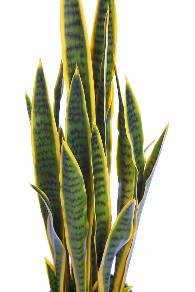 PLANTA SANSEVIERIA 106 CM RF. KD9113 - Imagen 2