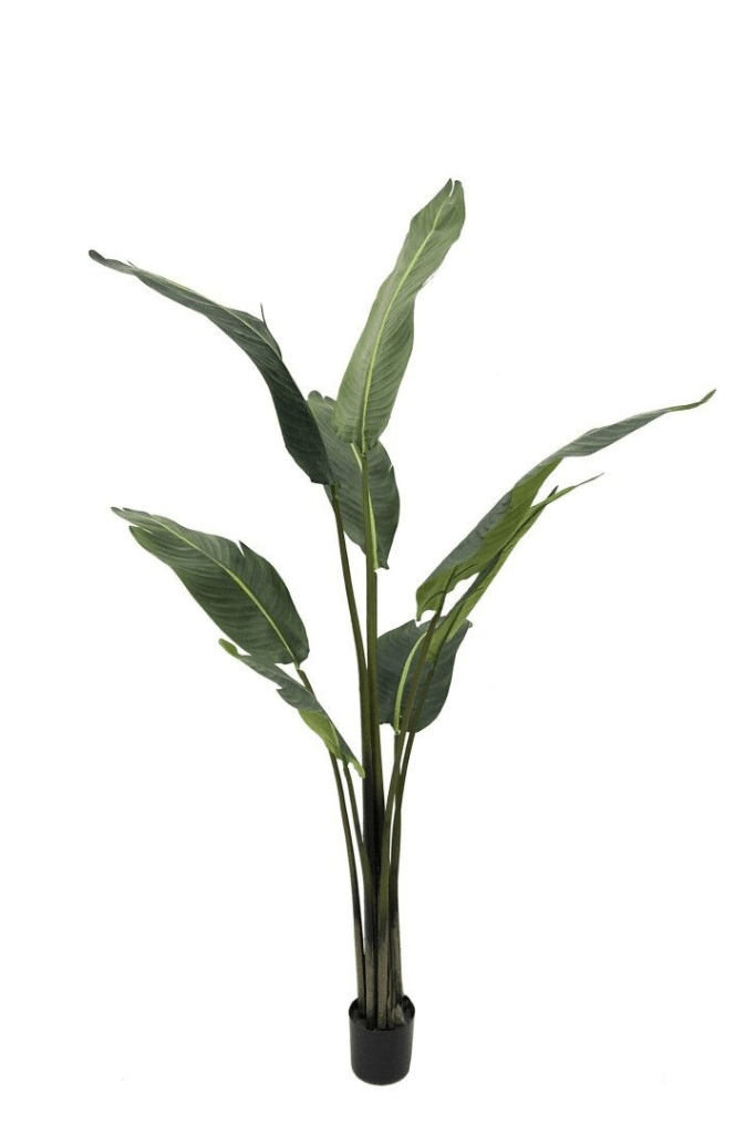 planta sterlitzia