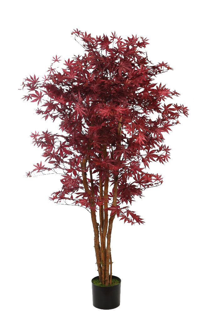 árbol arce