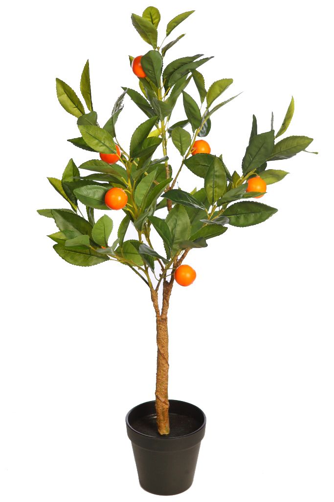árbol naranjo