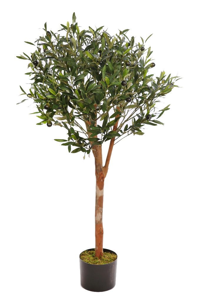 árbol olivo