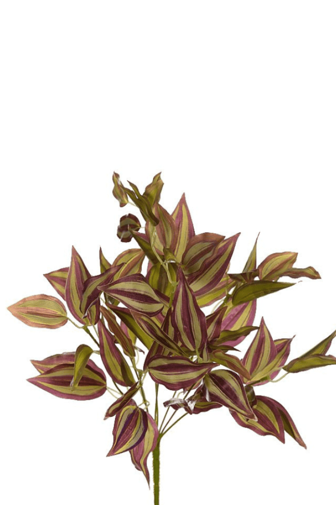 Planta tradescantia 40 CM RF. KOM3003