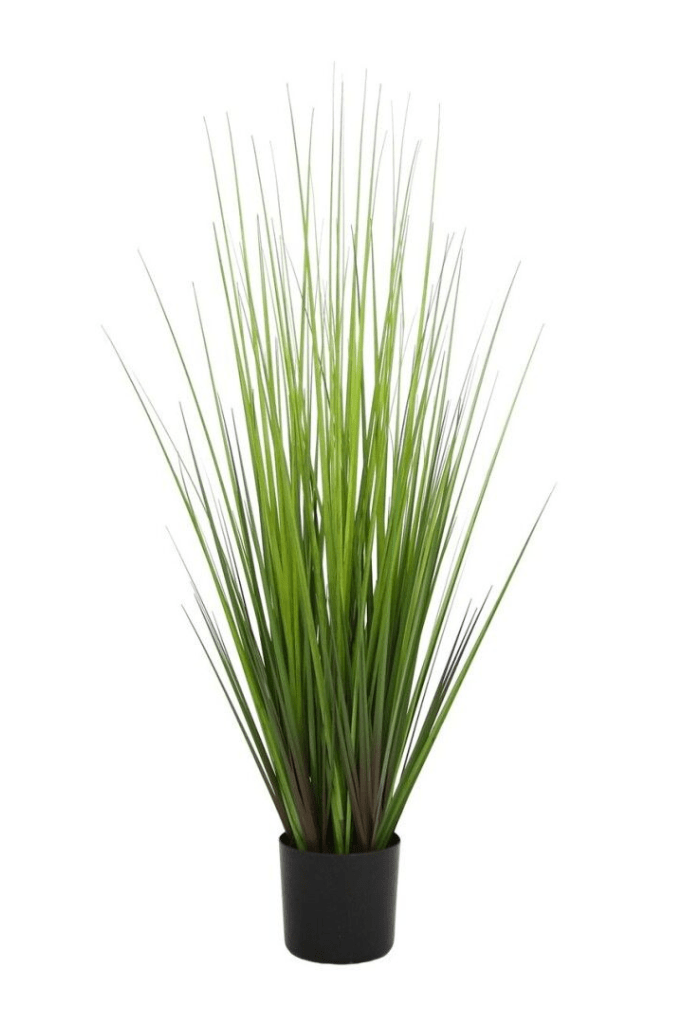 planta grass