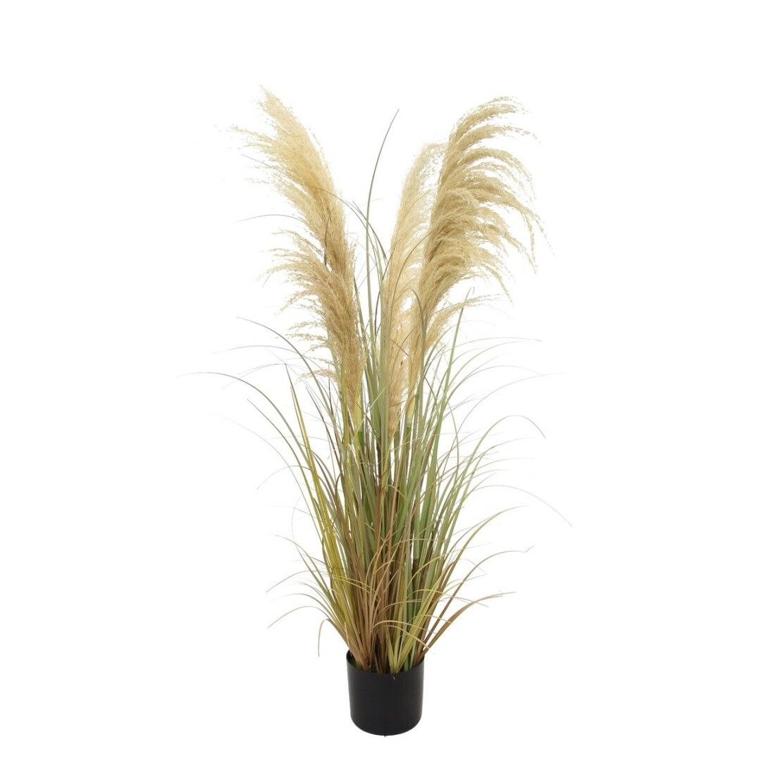 planta pampa