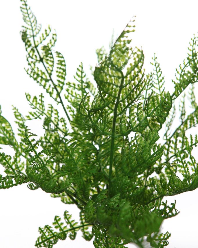 MATA MIMOSA 28 CM RF. Y0782 - Imagen 2
