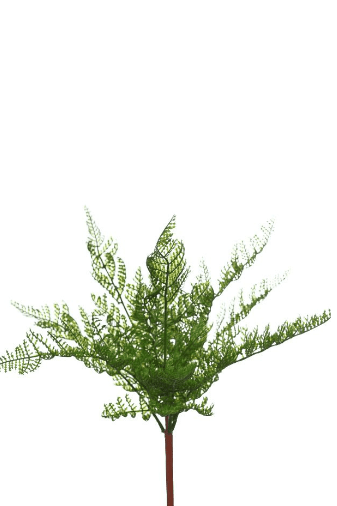 MIMOSA