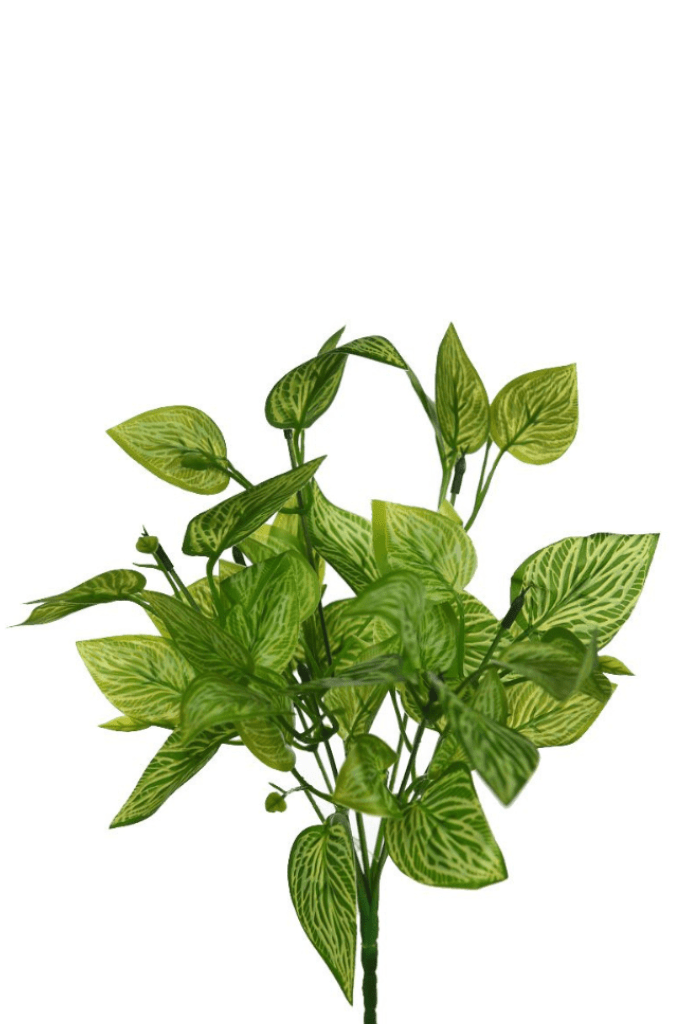 PLANTA CEBRA