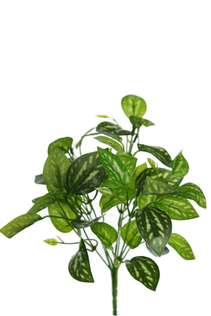 PLANTA HOJA