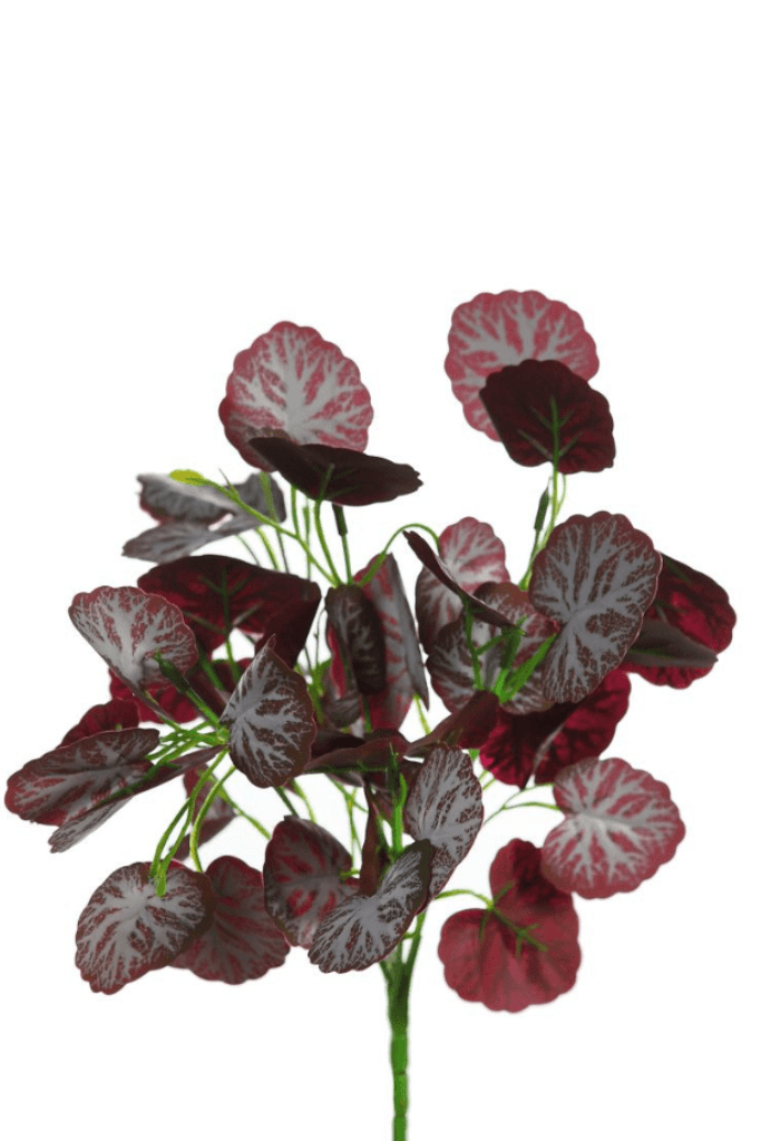 CYCLAMEN