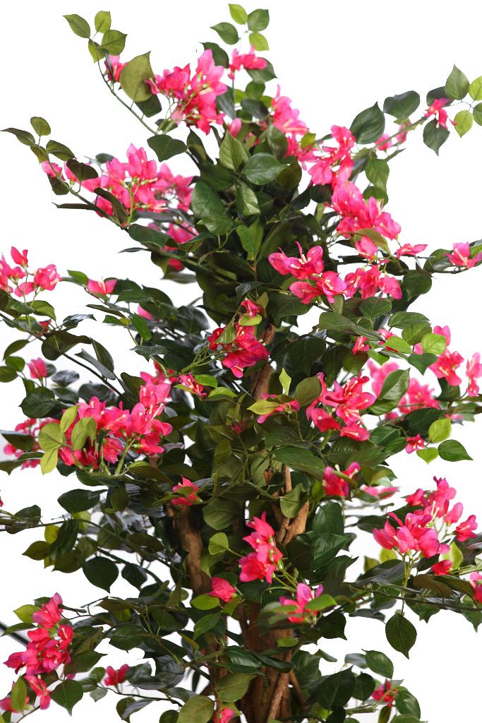 ARBOL BUGANVILLA 130 CM RF. B098TN - Imagen 2