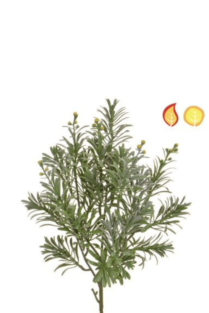 ARTEMISIA GRIS VERDE