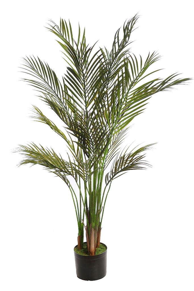 ARECA