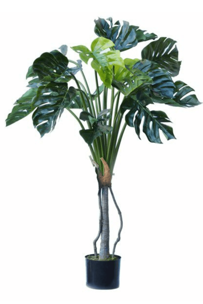 ARBOL MONSTERA