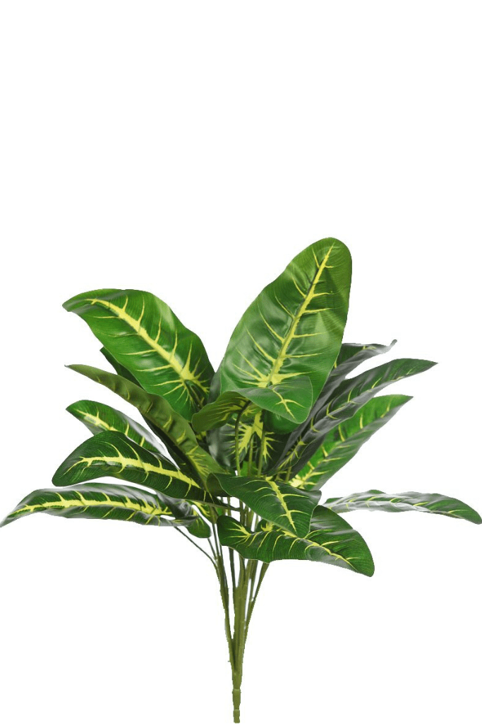 alocasia