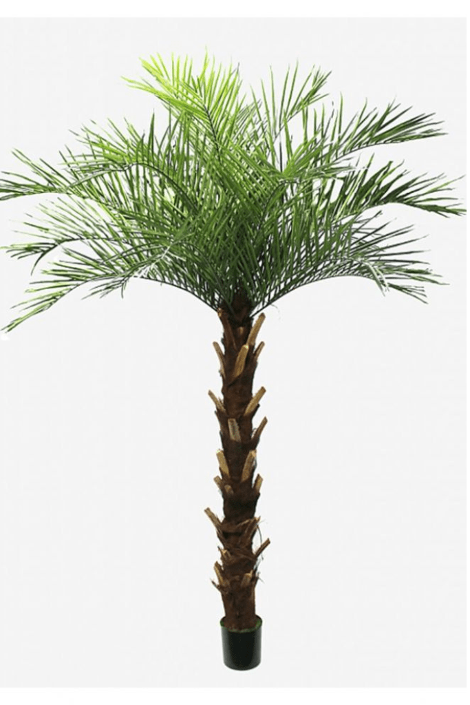 PALMERA PHOENIX