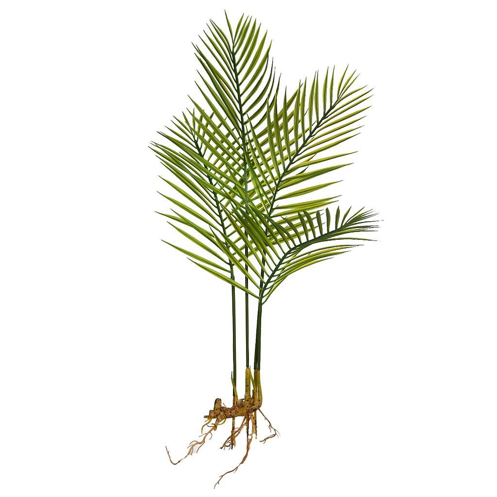 palmera