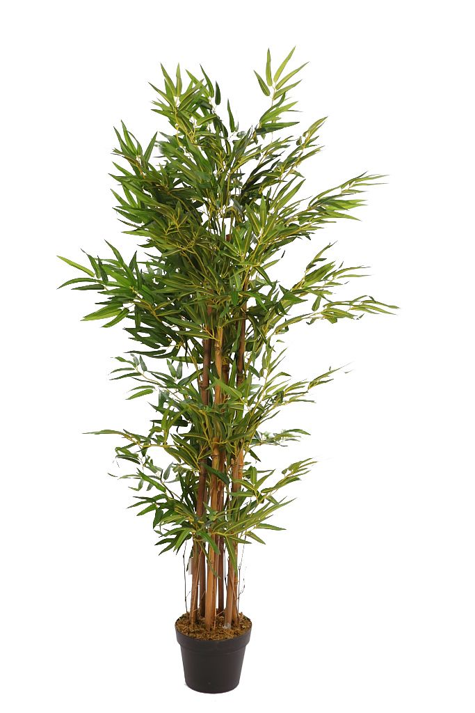 BAMBU