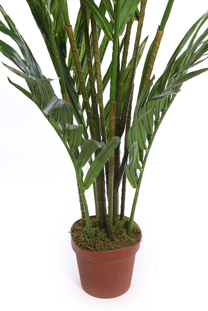 areca