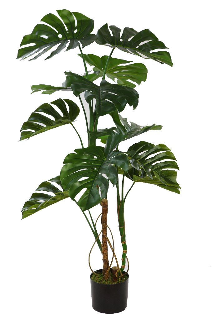 monstera