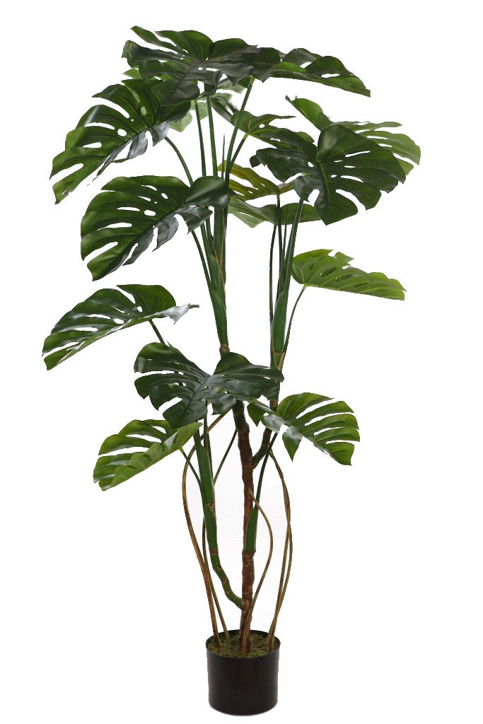 monstera