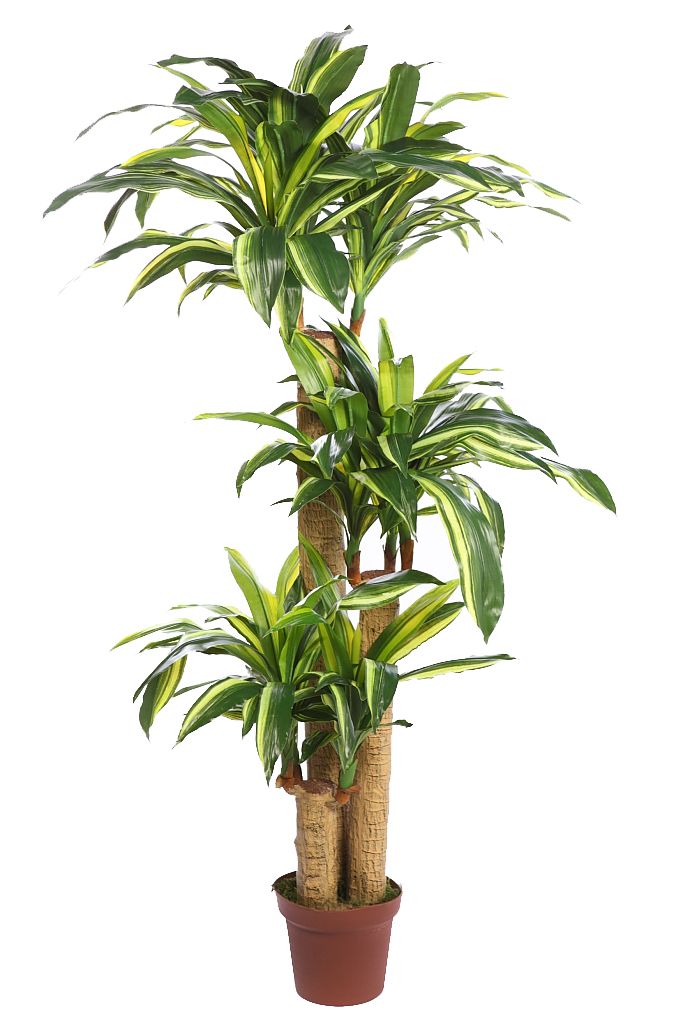 dracena artificial