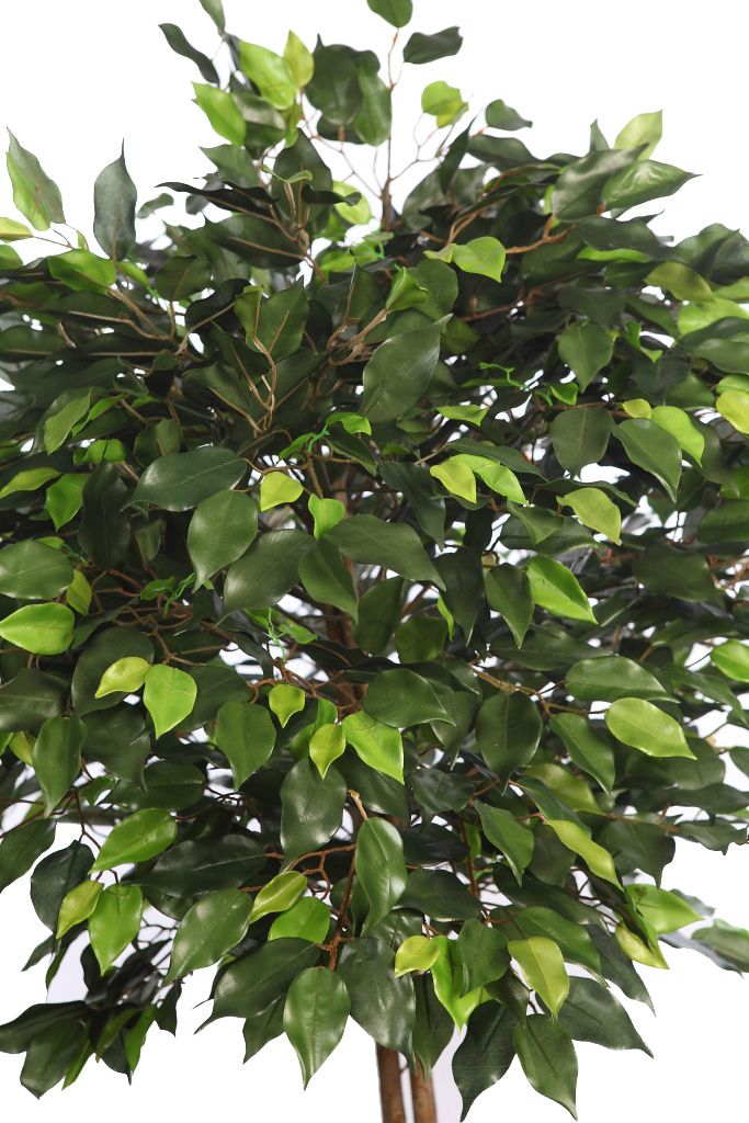 ÁRBOL BOLA FICUS 160 CM RF. B196TC - Imagen 3