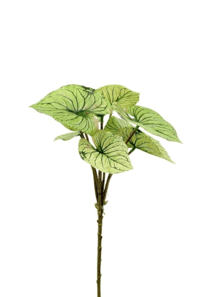 Bush Syngonium