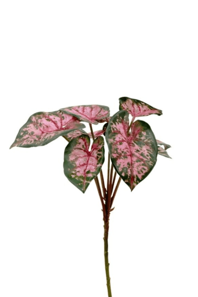 Bush Caladium 40 CM