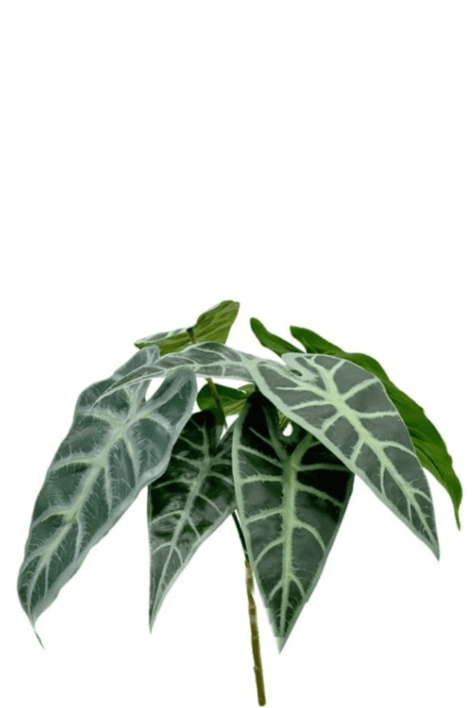 BUSH ALOCASIA 40 CM